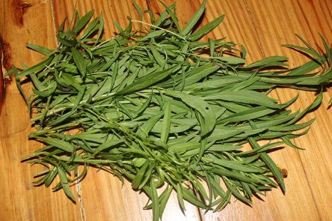 Tarragon: The Delicate Herb You Need in Your Kitchen